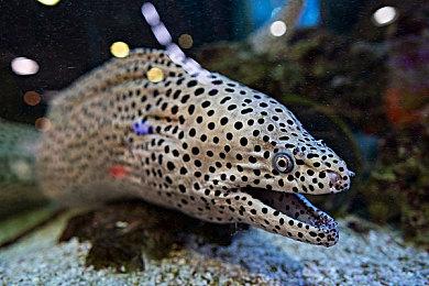 《不朽者传奇》PC＆Xbox预载现已开启